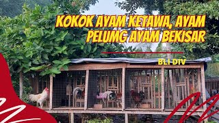 Kokok ayam ketawa ayam pelung ayam bekisar  Bli Div [upl. by Megargee]