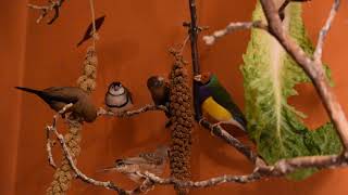 Foreign Finches Enjoying French Red Anjou Millet Spray [upl. by Addison]