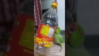 Koi upay batao Please 😁😁funny parrotcomedyyoutube [upl. by Annaeel731]