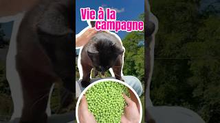 Vie paisible à la campagne [upl. by Alyda]