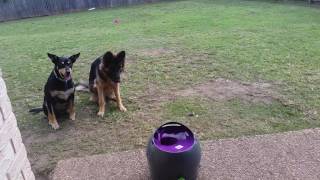 Using the PetSafe Ball Launcher feat Maggie the GSD and Benny the Kelpie X [upl. by Breen]