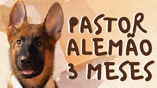 FILHOTE DE PASTOR ALEMÃO  0 A 3 MESES [upl. by Collette]