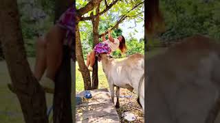 Funny videos most is pawarful funny laughing eidmiladunnabi funnyvideo comedy funnymoment [upl. by Aihsak229]