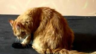 hund gegen katze Rehpinscher gegen mainecoon [upl. by Efinnej]