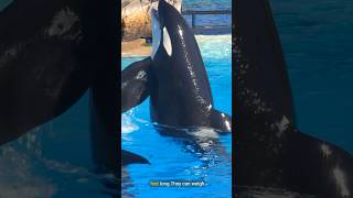 The most Incredible Orca Facts you didnt know [upl. by Naldo]