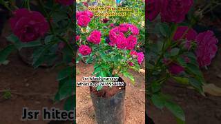 Polyantha pink buttons rose online sale jsrhitechnursery garden youtubeshorts flowers viral [upl. by Enovahs]