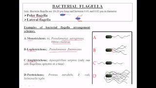 Types of flagella [upl. by Nylqcaj]