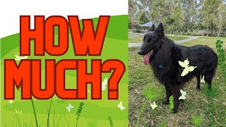 How Much Exercise Does a Belgian Shepherd Need Daily [upl. by Gina493]