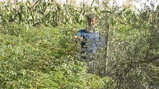 Cultura da oliveira no sul do Brasil  Dia de Campo na TV [upl. by Akinohs]