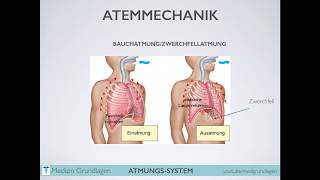 Atmung Atmungsantrieb Medizin Grundlagen Teil 2 [upl. by Enedan]