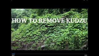 How to Remove Kudzu THE ONLY WAY THAT REALLY WORKS [upl. by Tisbee]