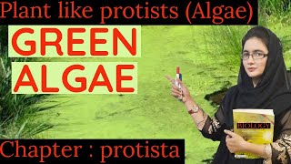 GREEN ALGAE  plant like protista  chlorophyta class 11 [upl. by Selmore]