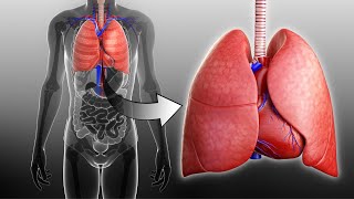 Respiratory and Circulatory Systems Working Together I Grade 9  Q1 l PART 3 [upl. by Saideman]