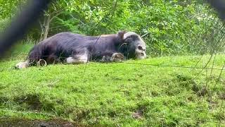 Musk Ox Goes Down For A Nap [upl. by Laeira]