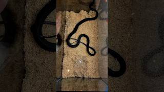 UNBOXING THE MOST VENOMOUS SNAKE FROM AFRICA [upl. by Magdala]