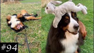 Bernese Mountain Dog Funny Compilation  Cute Moments [upl. by Lonnie36]