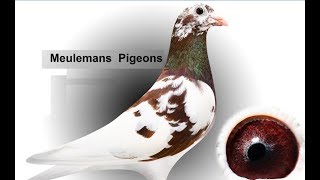 Meulemans Racing Pigeons [upl. by Leehar591]