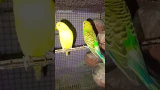 Budgies Parrot Budgies  Parrot  Parakeet  Love Birds shorts shortsfeed budgies [upl. by Concoff727]