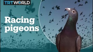 Whats pigeon racing [upl. by Narda]