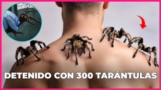 ¡INSÓLITO Detienen a joven con 300 TARÁNTULAS pegadas al cuerpo [upl. by Atsuj]