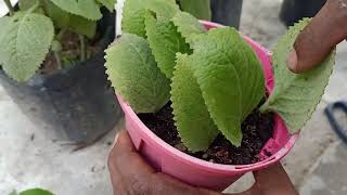 PropagateGrow Mexican mintCuban OreganoColeus Amboinicus Easily Using Stem CuttingLeaves [upl. by Droc]