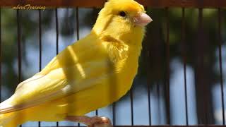 canary singing video  the best canary training song 40 minutes [upl. by Pascha58]