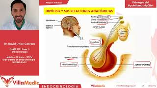 Enfermedades de la hipófisis y del hipotálamo  Endocrinologia Villamedic [upl. by Ledarf]