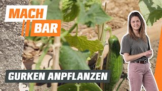 Gurken anbauen – Tipps zu Aussaat Pflege amp Ernte 🥒  OBI [upl. by Woodruff]