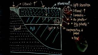 Light Zonation in Lake Ecology Extra Edge for NEET Limnetic Littoral Profundal Benthic Zones [upl. by Farro765]