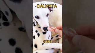 Dálmata 🐕 [upl. by Agrippina]