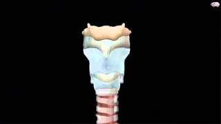 ENT  3D  Anatomy of larynx 1 [upl. by Aldrich590]