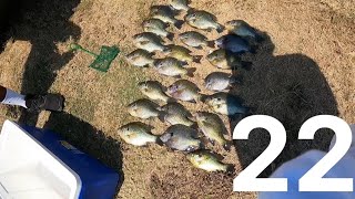 Spillway Fishing Clewiston Florida Shellcracker and big blue gill [upl. by Lseil]