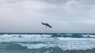 Brown Pelican Pelecanus occidentalis  Chasing its Prey [upl. by Giliane]