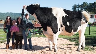 The World’s Tallest Cow [upl. by Alyaj897]