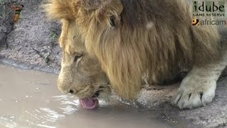 Huge Male Lion Drinking [upl. by Bac300]