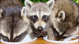 Raccoon Family Eating Dog Food  Wild Animals  Raccoon Feeding Show  ASMR [upl. by Arrais]