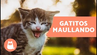 Los mejores MAULLIDOS de GATOS BEBÉS 🐱 ¡Gatitos Maullando Fuerte [upl. by Sezen803]