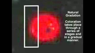 Analysis of DNIr4808n SPT Planet X  Nibiru Disclosure Video  Yowusacom [upl. by Nylra91]