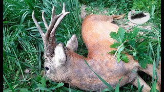 Roebuck hunting in mai 3 Sliver medal roebuck with 580g weight down [upl. by Dieter]