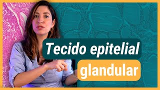 TECIDO EPITELIAL glandular  Histologia [upl. by Lewan]