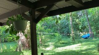 Carolina Wrens Nesting in the Spring Michigan Nature Sights and Sounds [upl. by Carilla459]