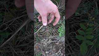 Tiny Hatchling Ringneck Snake Found Under Rock [upl. by Hildie]