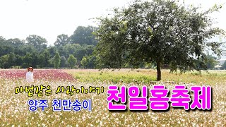 2024 양주 나리농원 천일홍축제 9월1일 상황양주나리농원천일홍축제 [upl. by Erdah32]