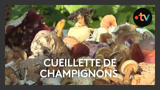 Cueillette de champignons Toxiques ou comestibles  Nos 5 conseils pour ne pas se tromper [upl. by Notsrik214]