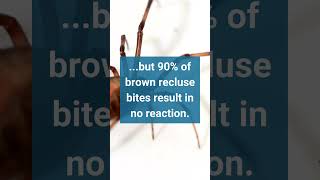 Fast Facts Brown Recluse [upl. by Yrolam]