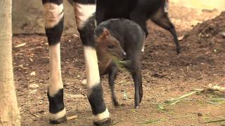 Adorable Black Duiker Born at the San Diego Zoo [upl. by Rainwater]