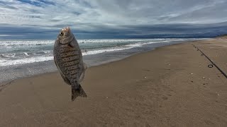 Winter Surf Fishing surffishing surfperch montereybay california valentinesday [upl. by Chelsea]