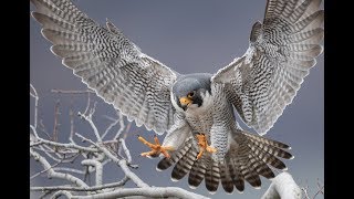 Photographing Peregrine Falcons in New Jersey  Nikon [upl. by Enohsal]