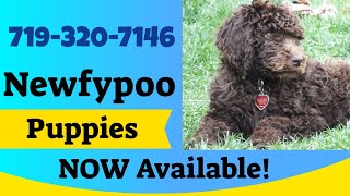 Newfypoo Puppies 2019 Available Now  Newfypoo Puppy Dogs For Sale  Newfypoo Breeder [upl. by Christoper208]