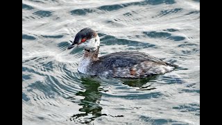 Slavonian or Horned Grebe Podiceps auritus overwintering at Staines Reservoir [upl. by Octavia565]